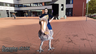 morozedu